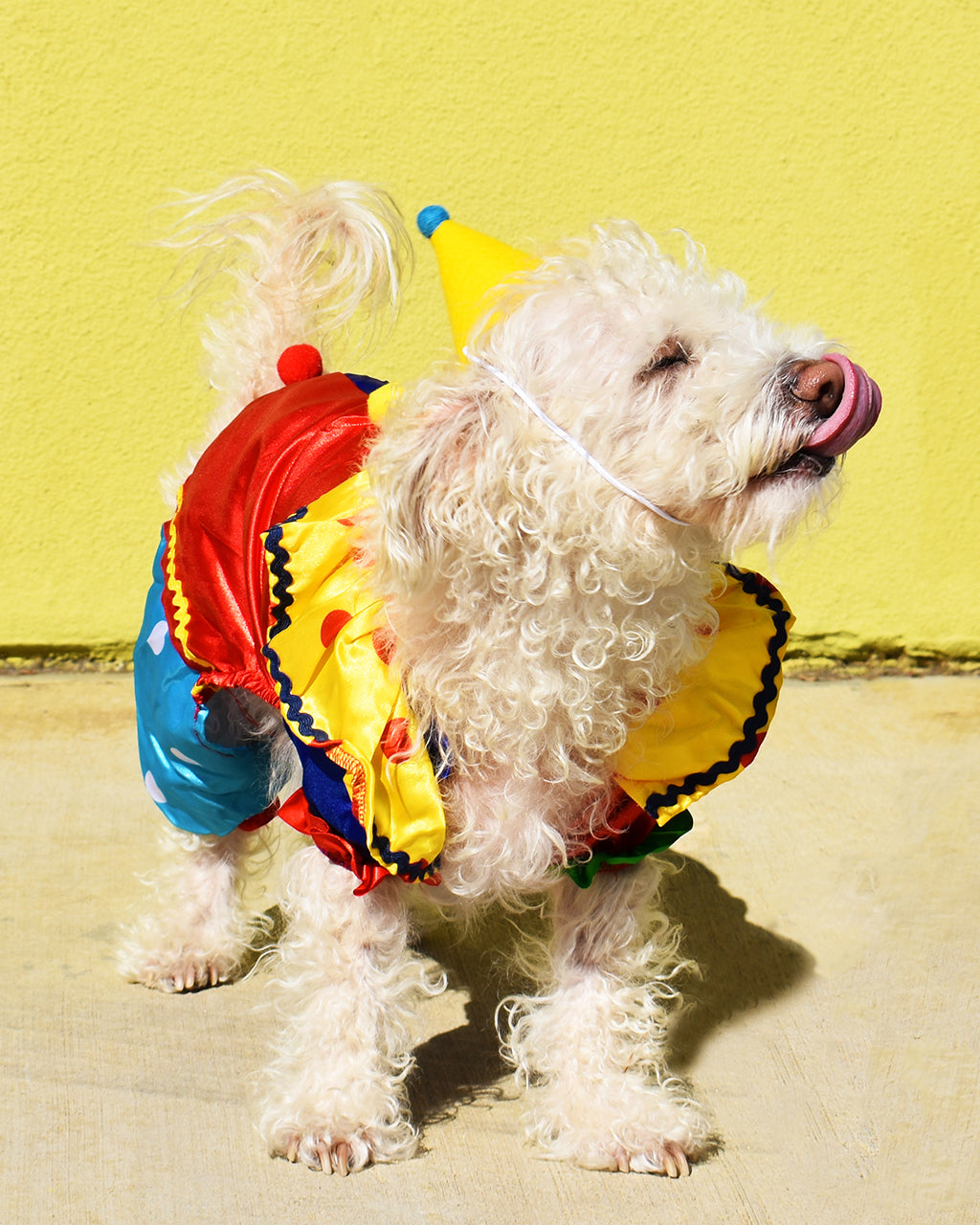 PAWTY HAT | HT Animal Supply
