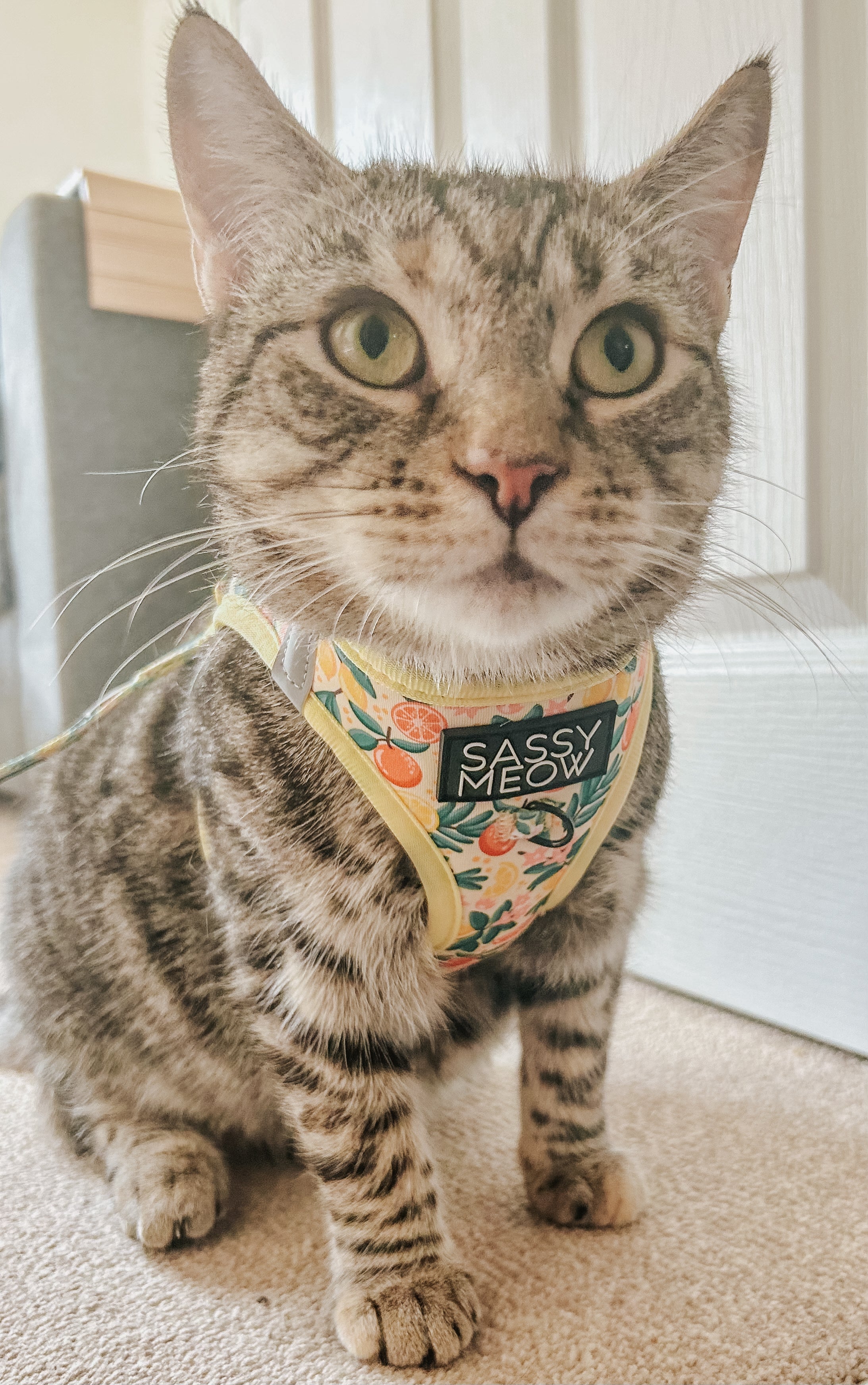 Cat Step-In Harness - Zest Friends