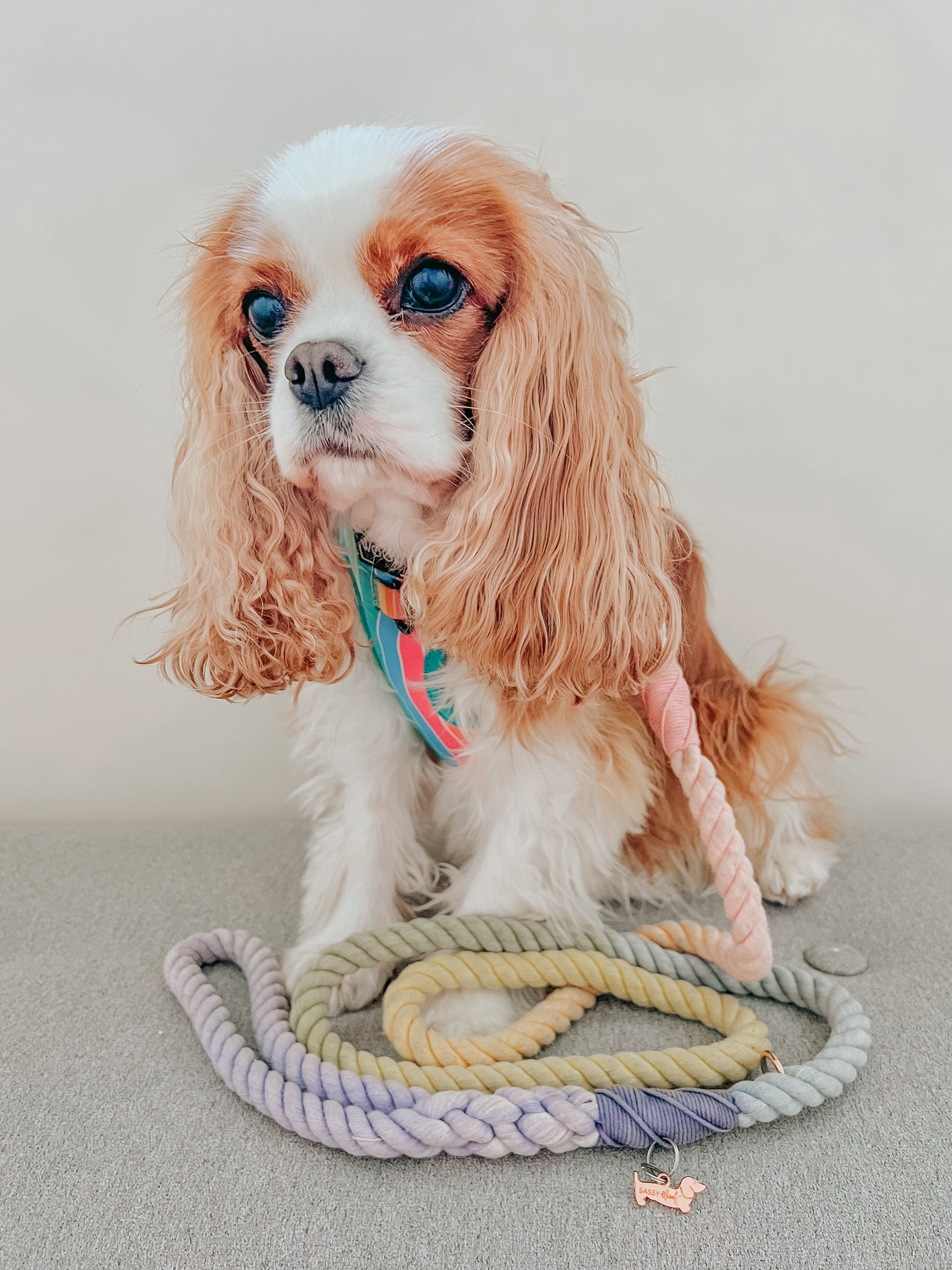 Dog Rope Leash - Sprinkles