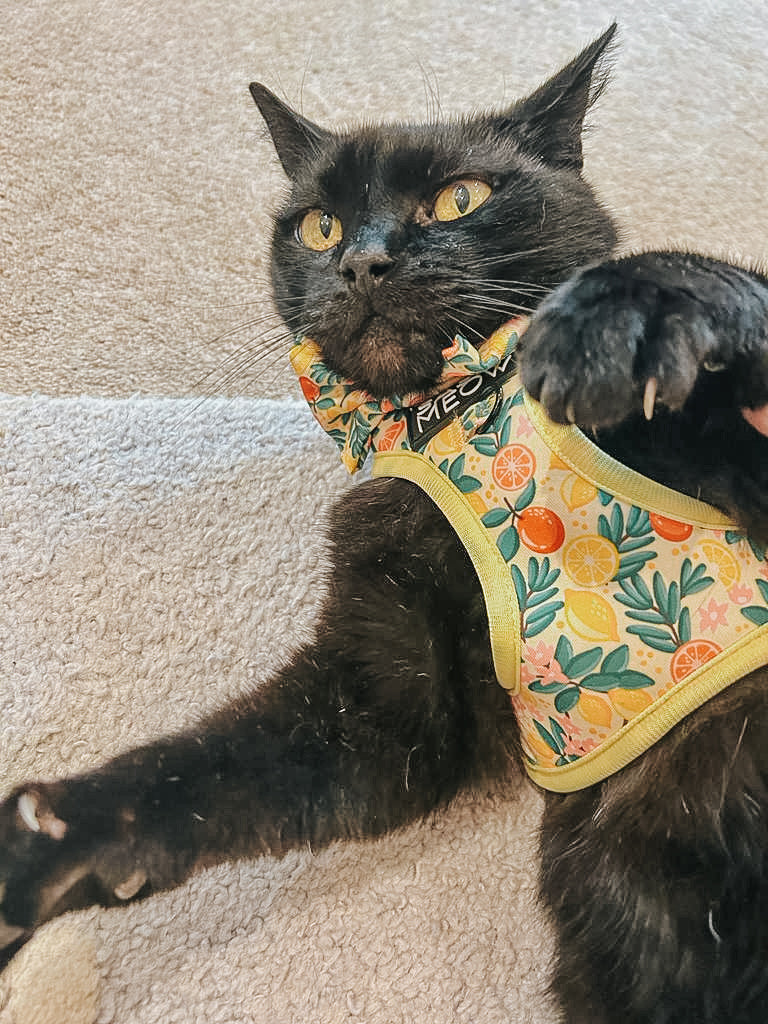 Cat Step-In Harness - Zest Friends