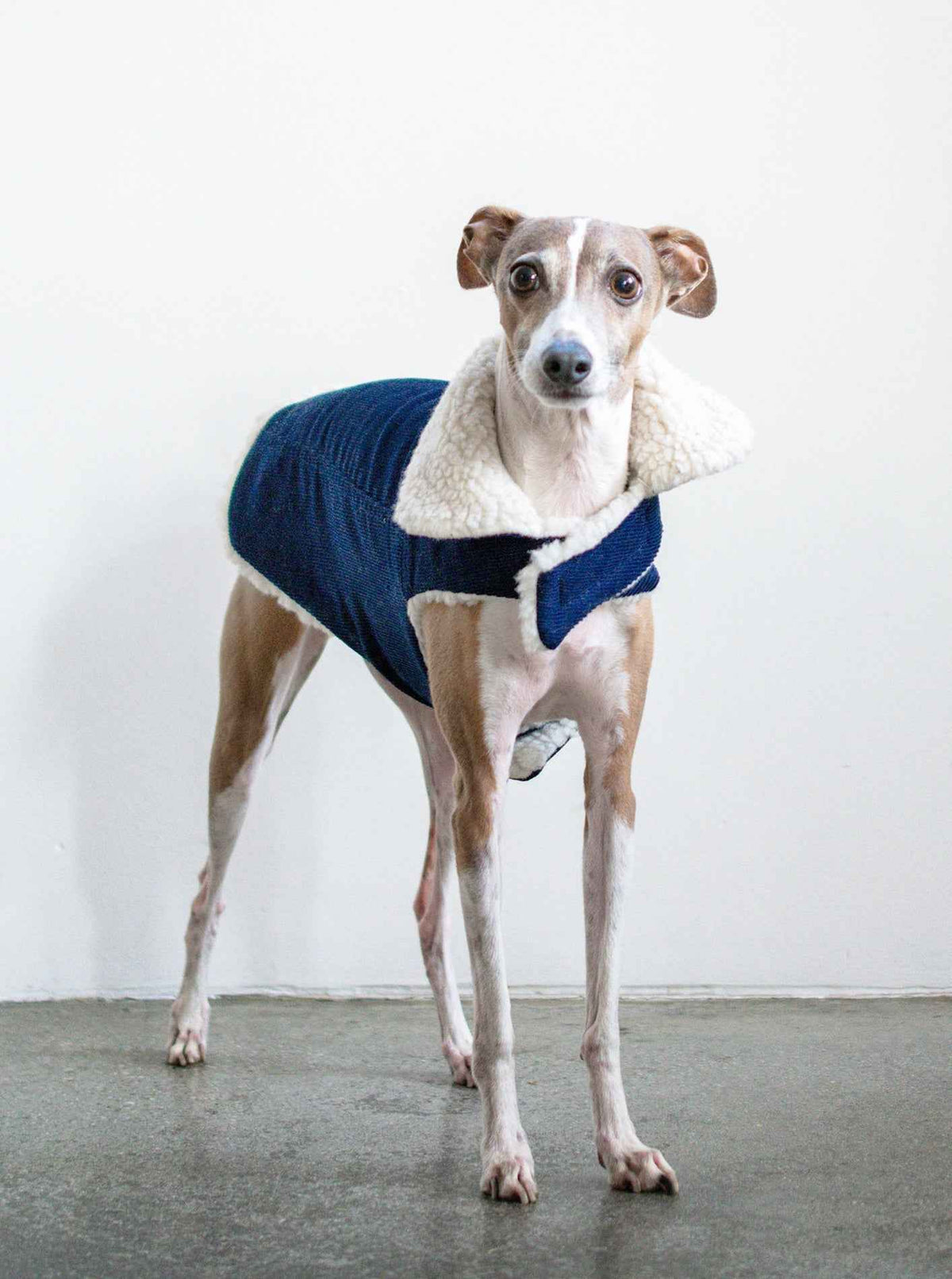 Corduroy Classic Pet Coat