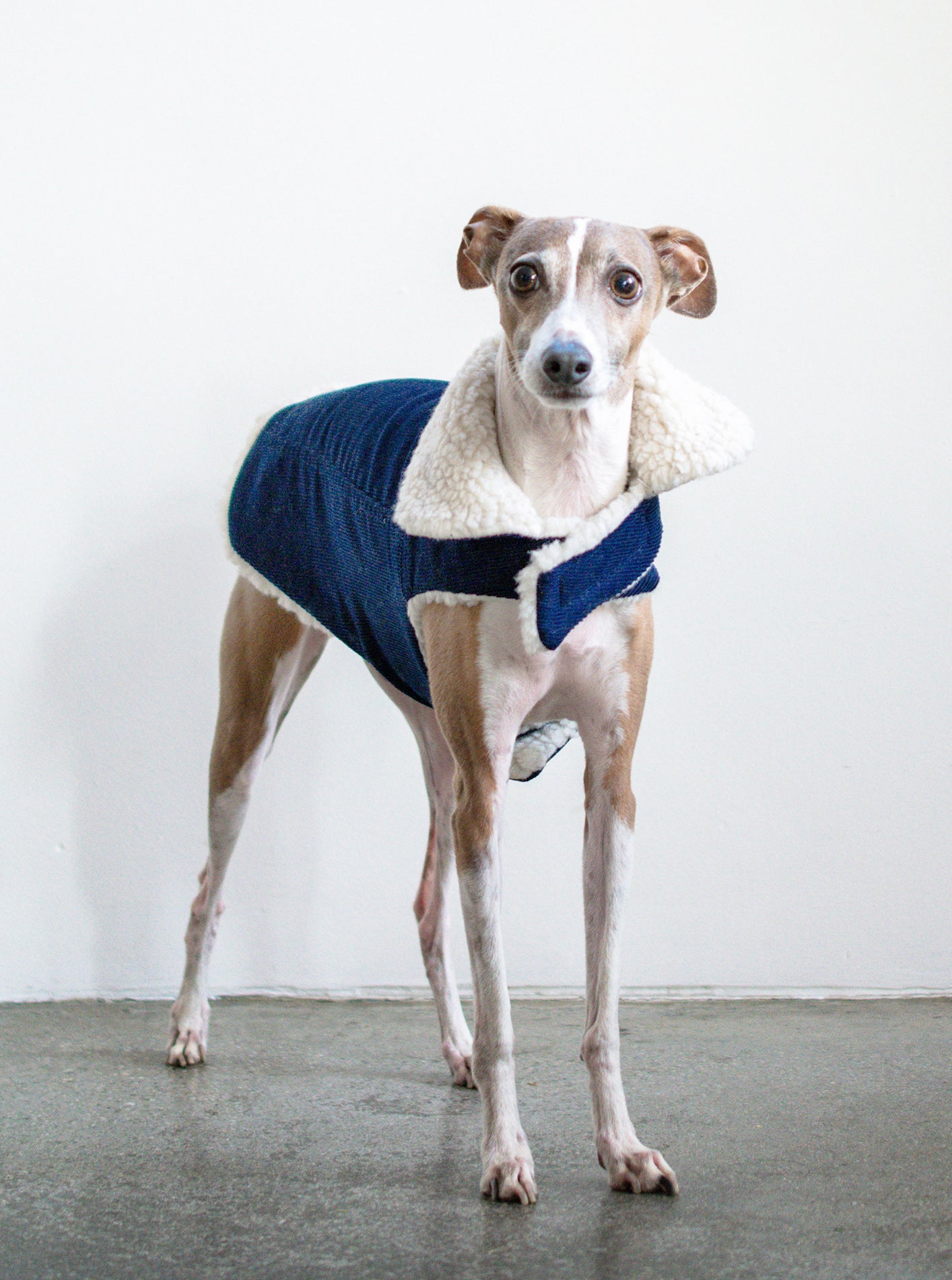 Corduroy Classic Pet Coat