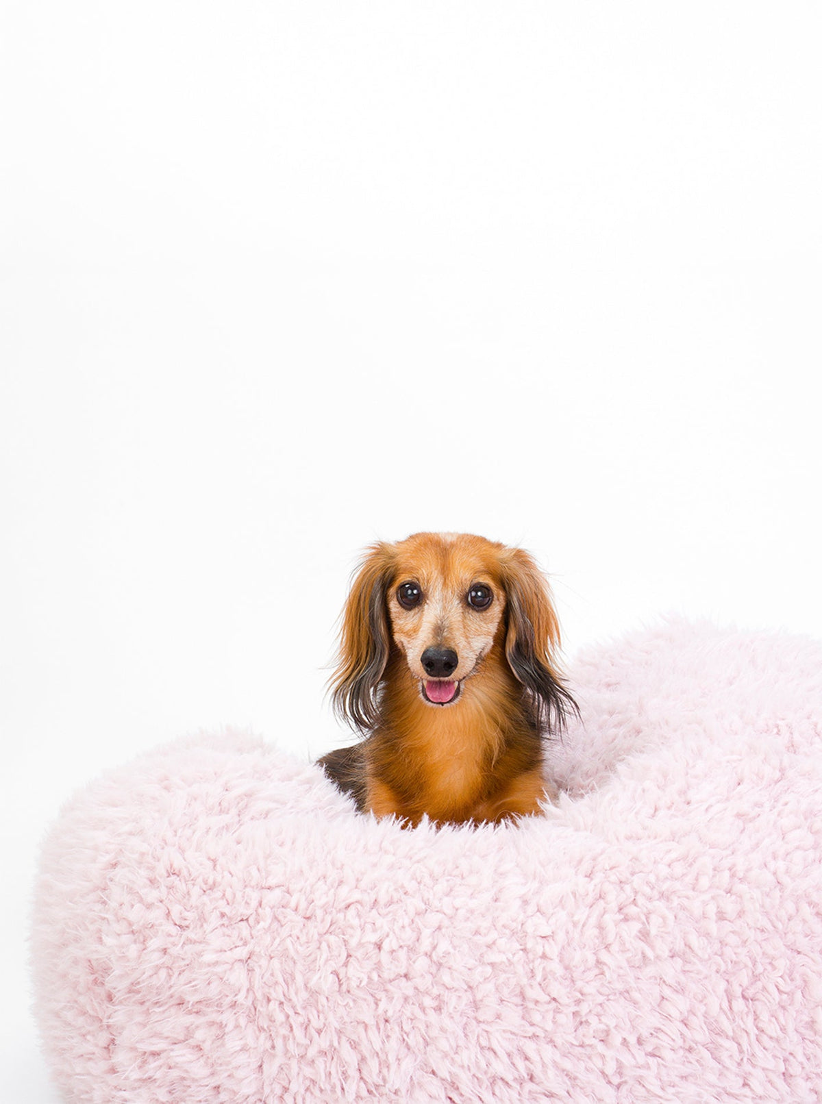POD DOG BED - HT Animal Supply