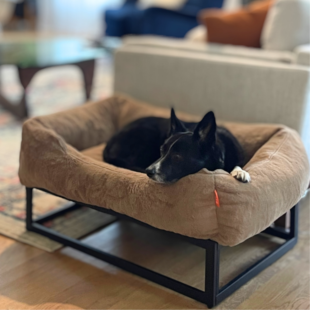 The FUZI Elevated Dog Bed