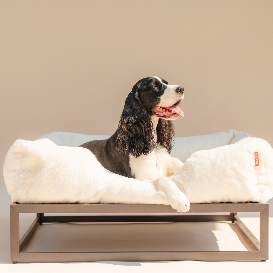 The FUZI Elevated Dog Bed
