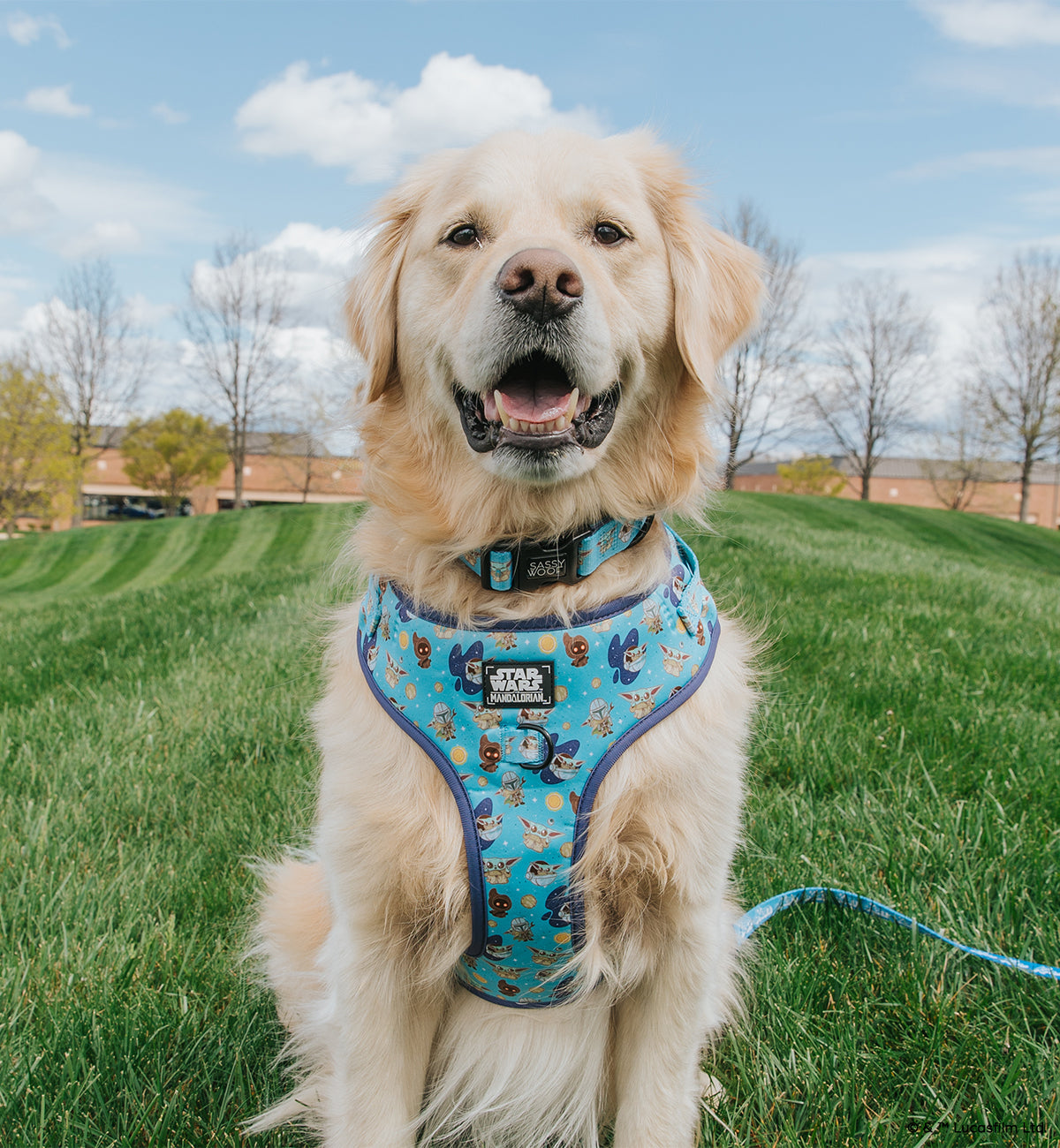 Dog Collar - STAR WARS™ The Mandalorian™
