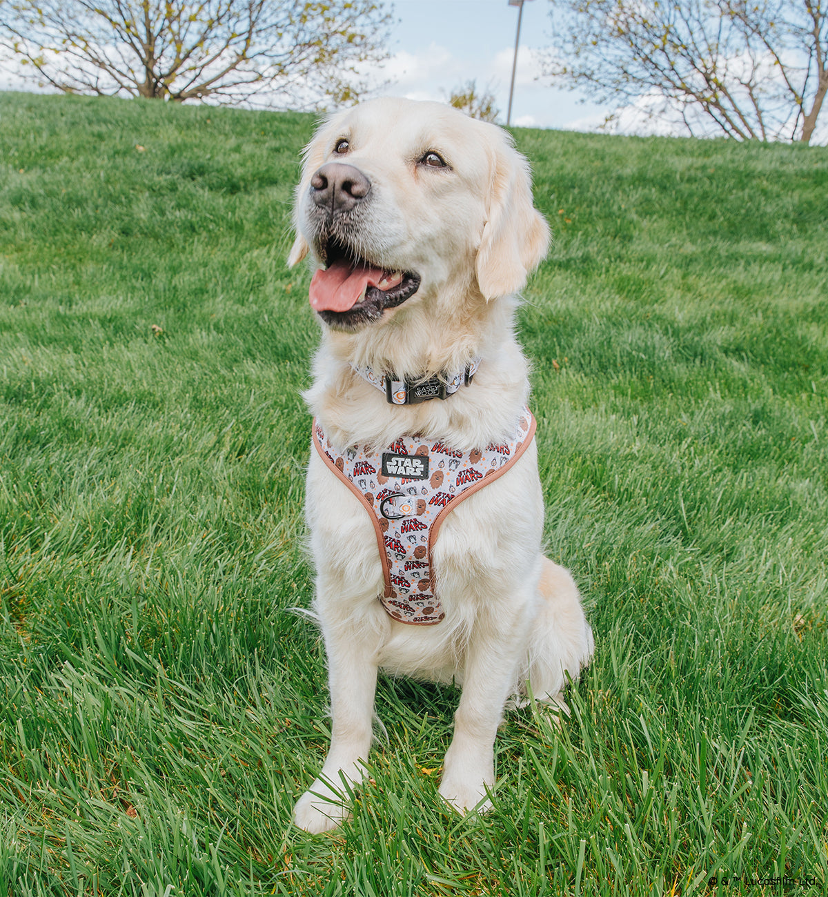 Dog Collar - STAR WARS™ The Rebel Alliance