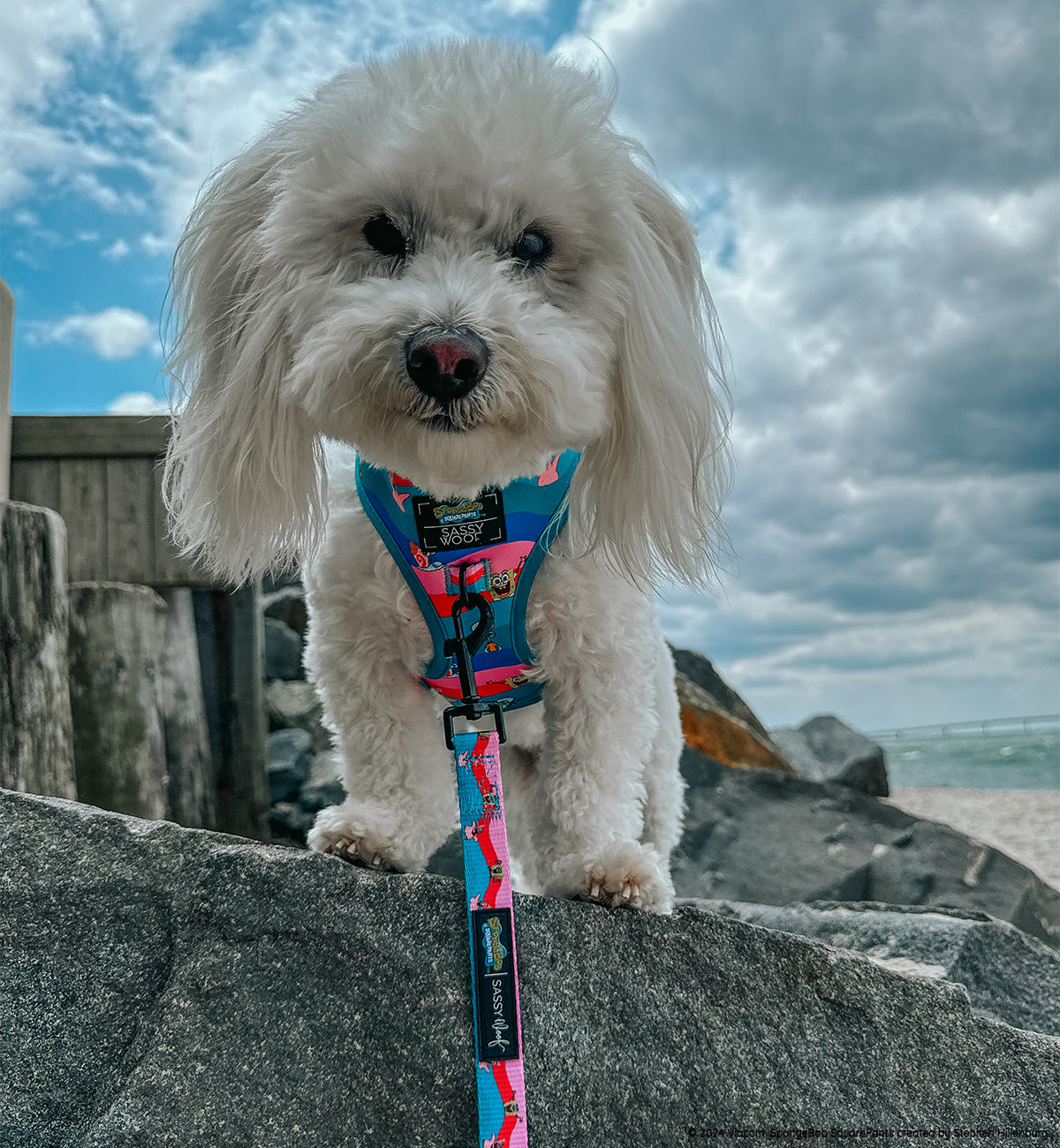 Dog Leash - SpongeBob SquarePants™ and Friends