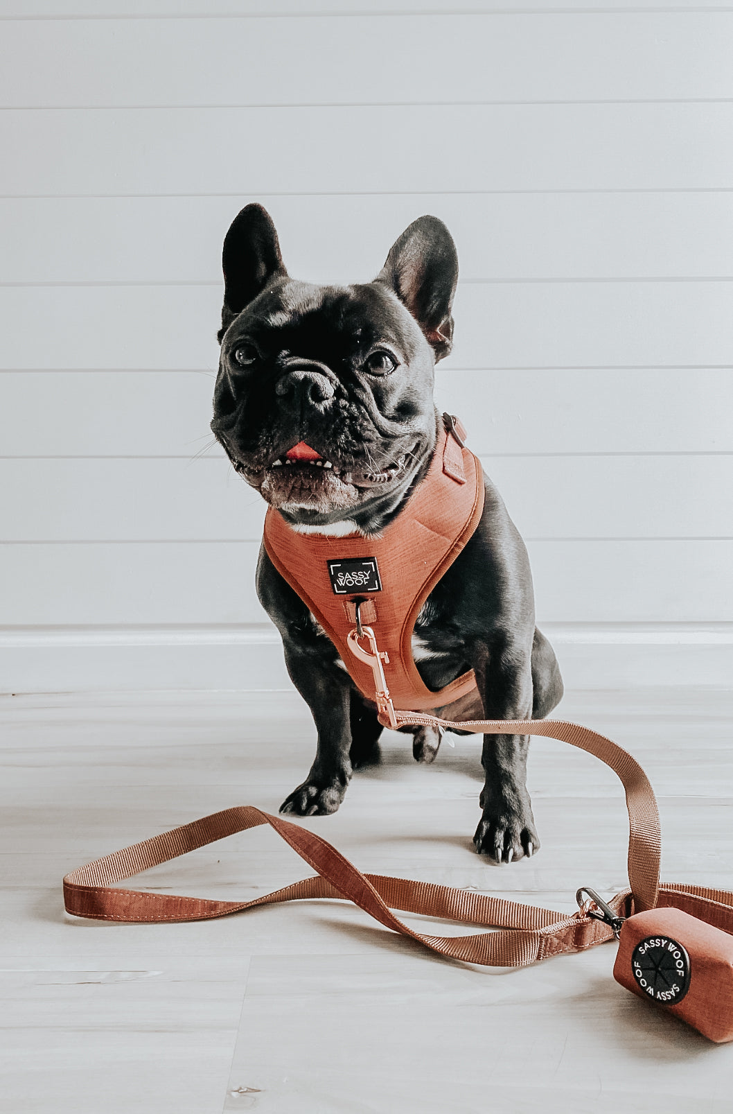 Dog Leash - Teddy