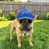 NFL Buffalo Bills Dog Hat