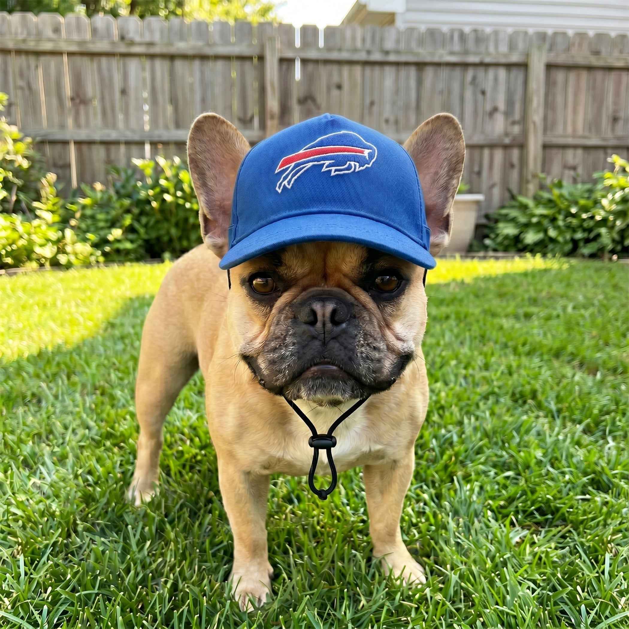 NFL Buffalo Bills Dog Hat