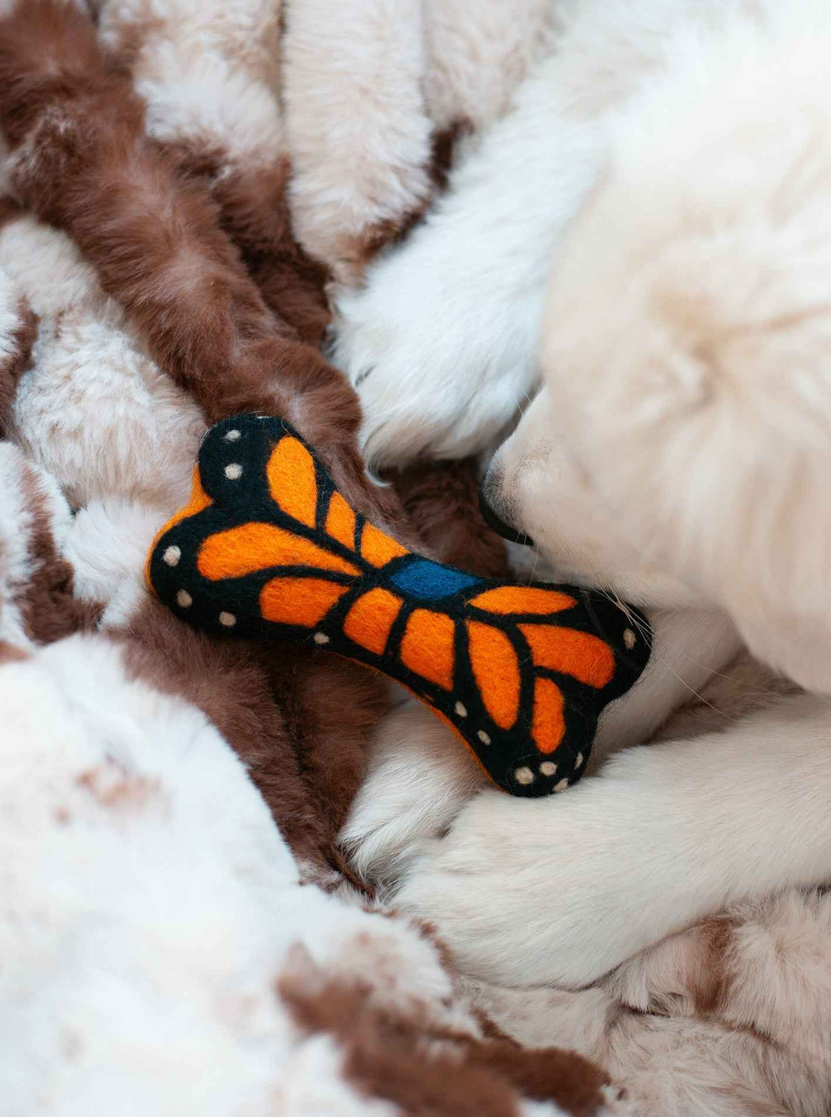 Monarch Butterfly Woolbone