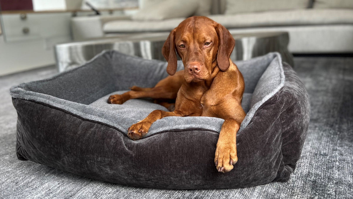 Bowsers B-Lounge Orthopedic Dog Bed - Spacious Everyday Lounge Comfort