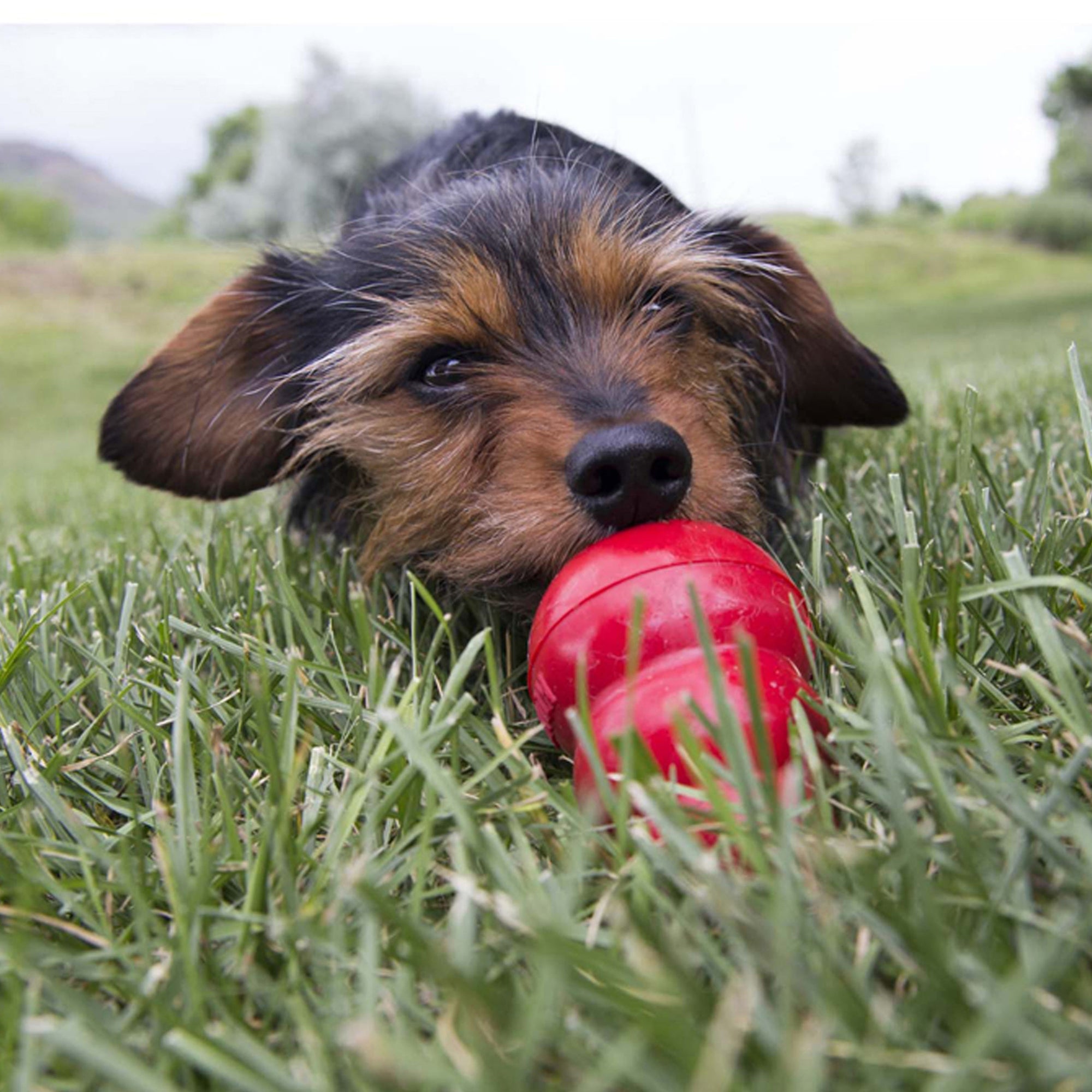Kong Easy Treat (8oz) - HT Animal Supply