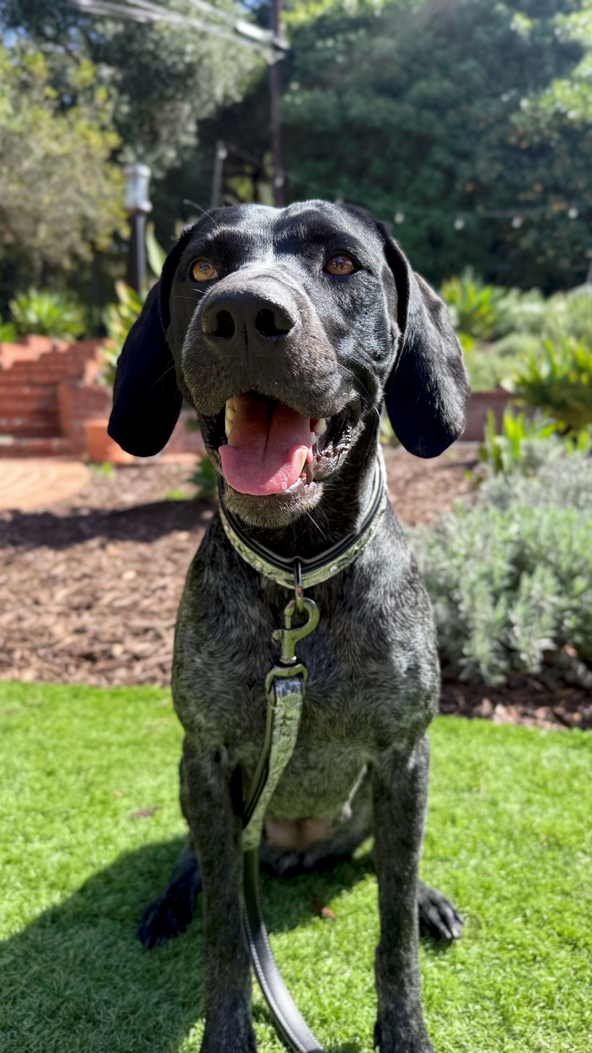 Venetian Leather Dog Leash