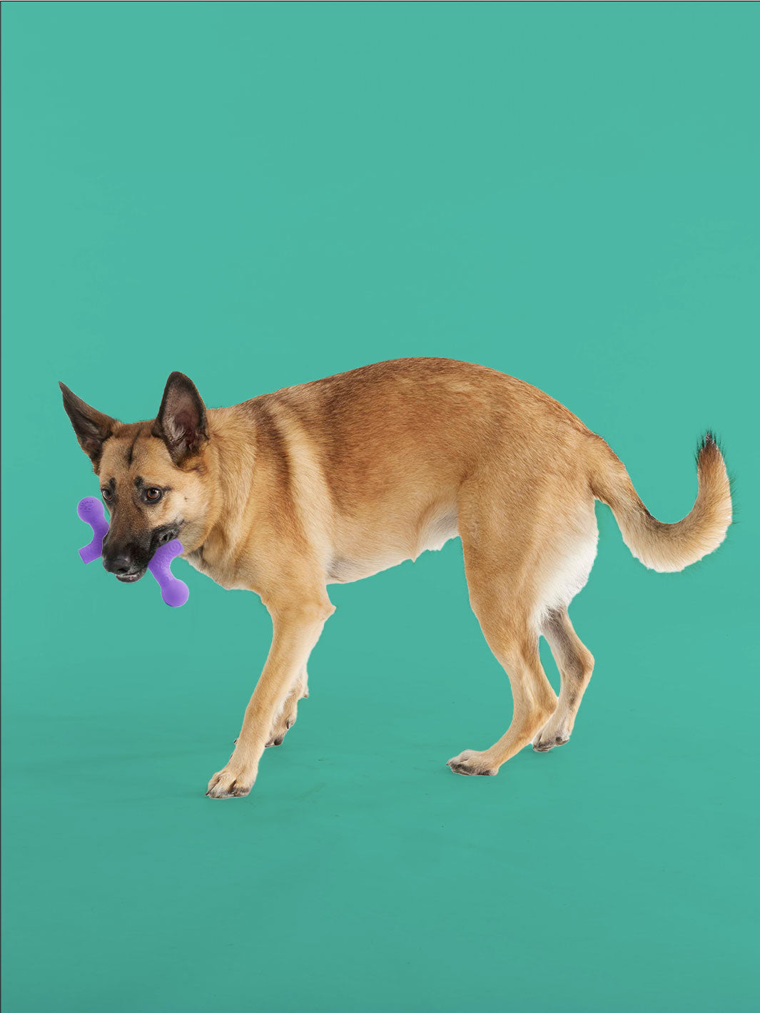 BallBone MAX Dog Fetch Toy