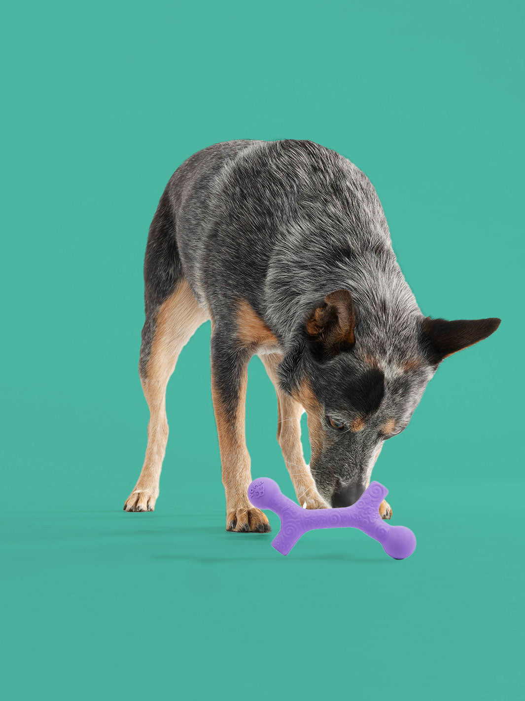 BallBone MAX Dog Fetch Toy