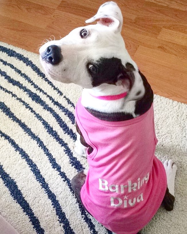 Parisian Pet Barking Diva Dog T-Shirt-Pink