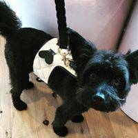 The Coco Dog Harness (Bone)