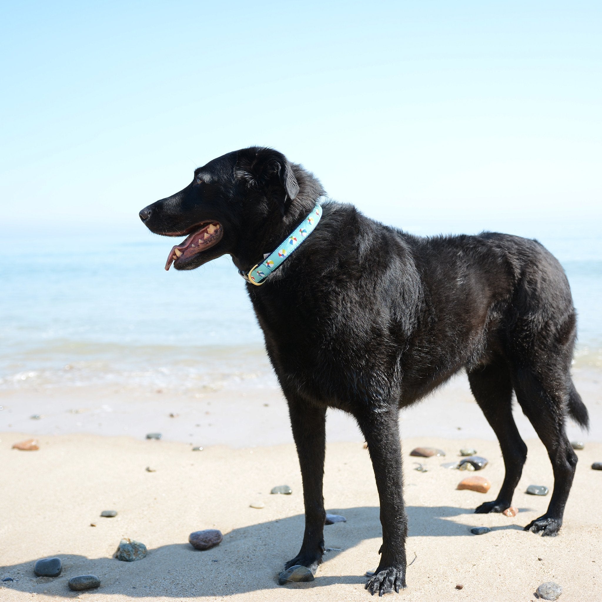 Beach Balls Dog Collar
