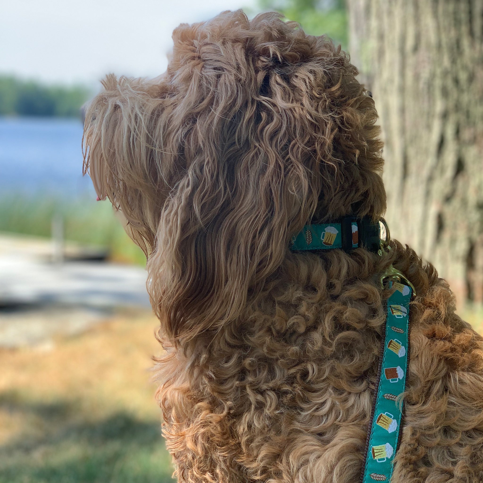 Beer Dog Collar