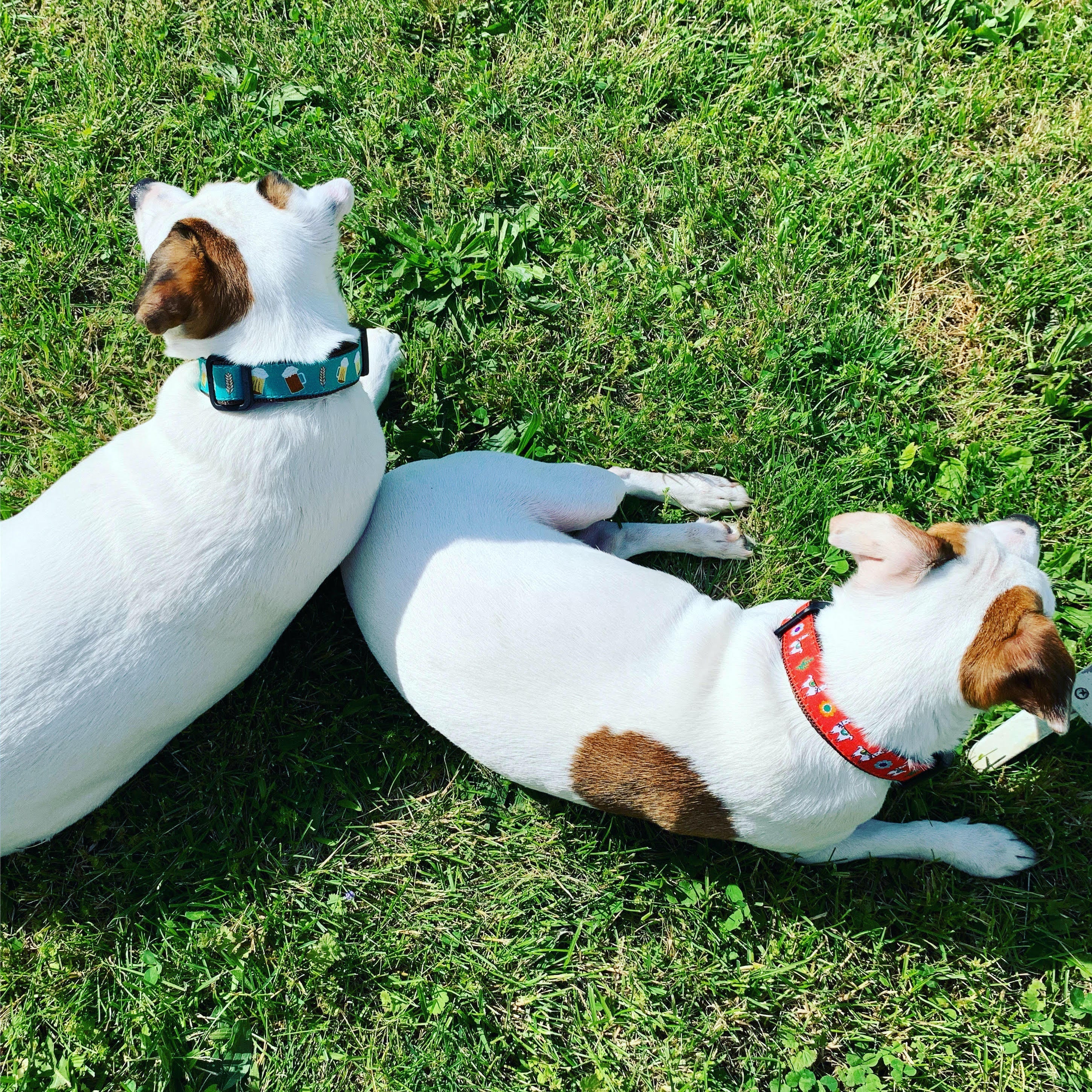 Beer Dog Collar