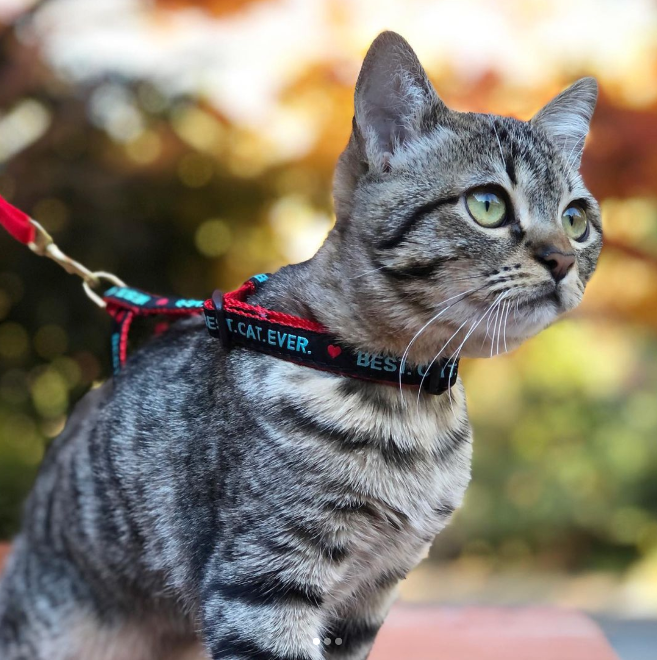 Best Cat Ever Cat Harness Set