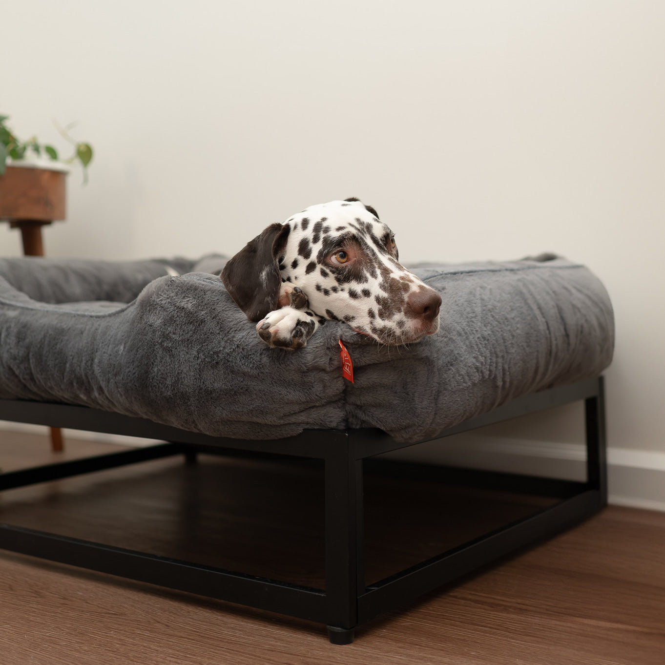 The FUZI Elevated Dog Bed