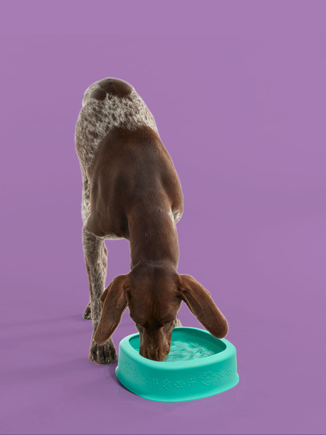 BetterBowl Dog Feeding Bowl