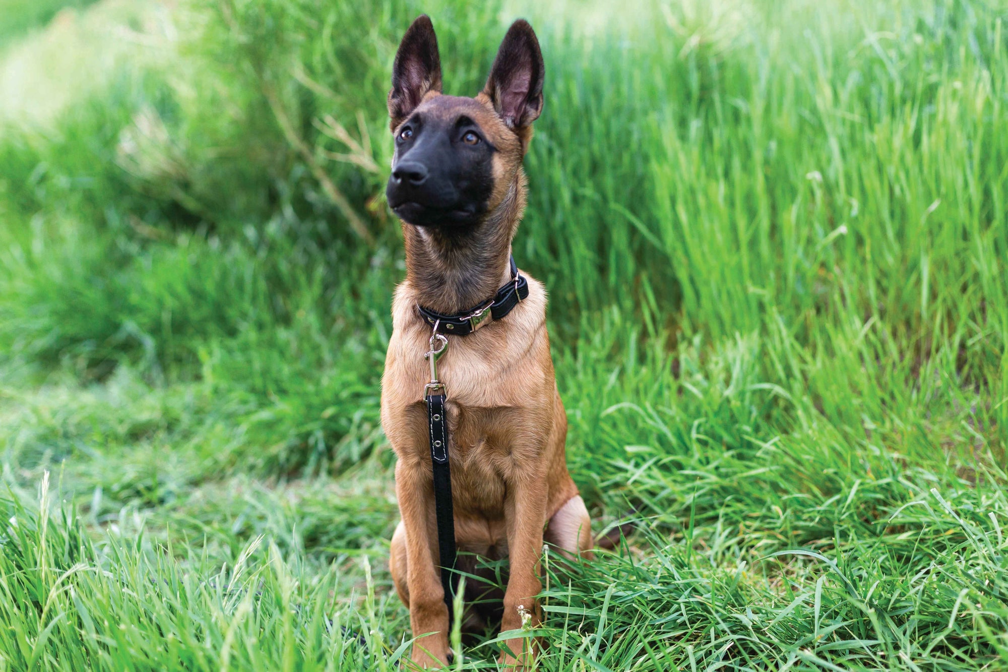 Euro-Dog Rolled Leather Quick-Release Dog Collar