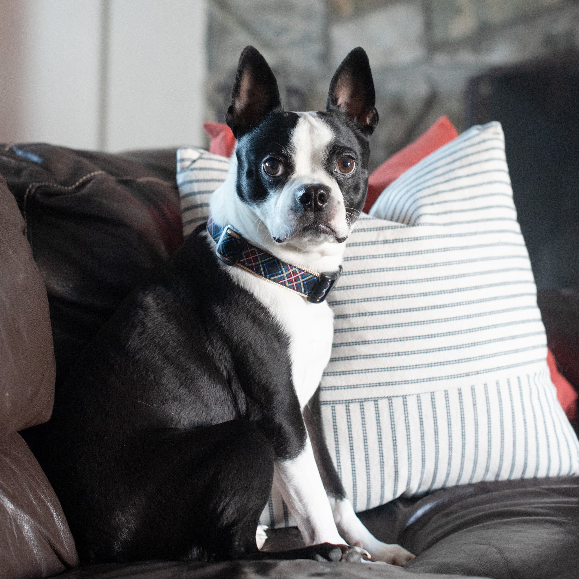 Black Tartan Dog Collar