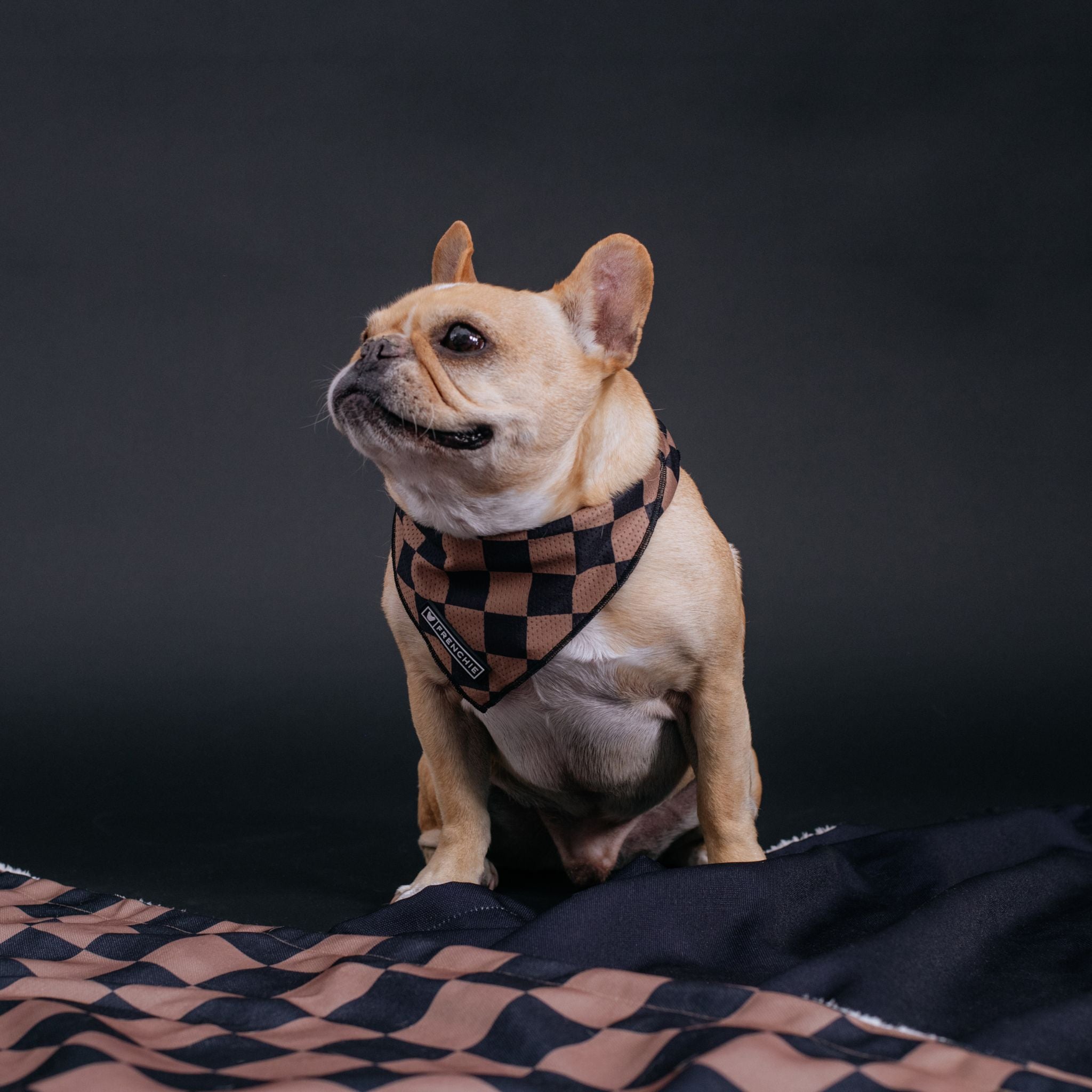 Frenchie Cooling Bandana - Black Checkered