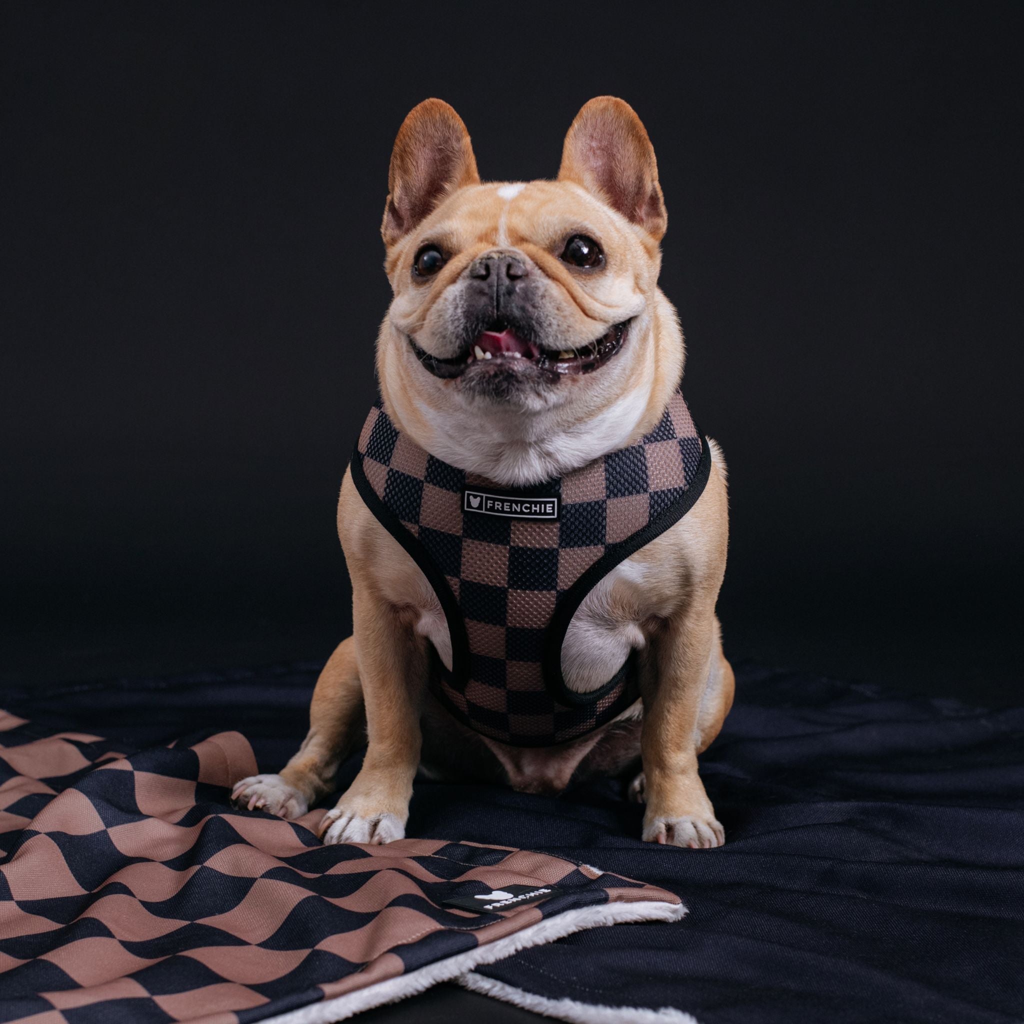 Frenchie Duo Reversible Harness - Black