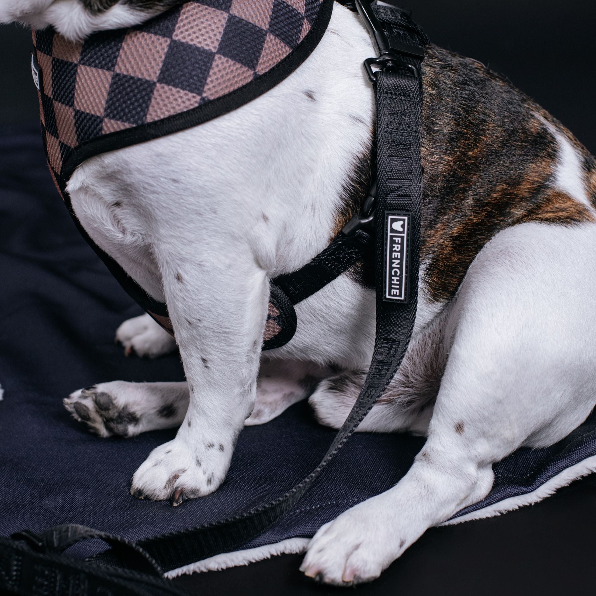 Frenchie Duo Reversible Harness - Black