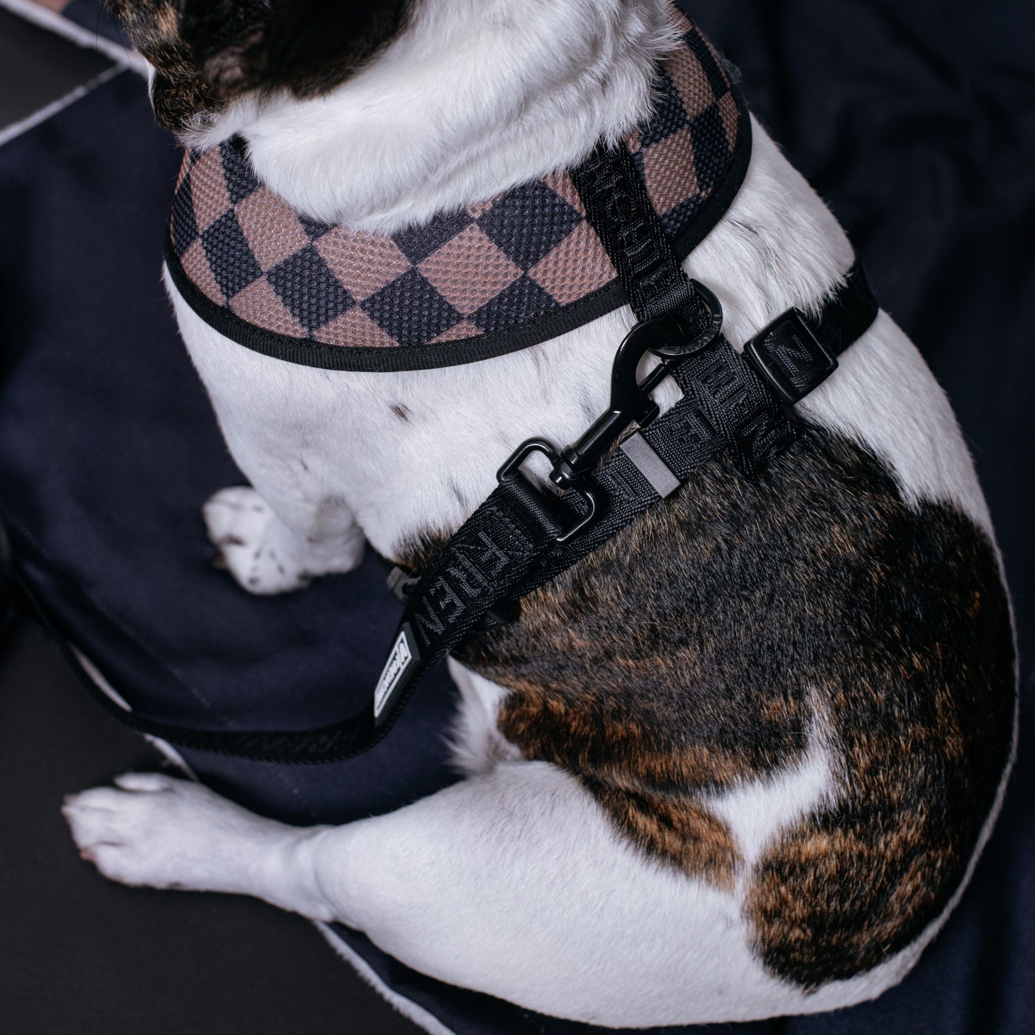 Frenchie Duo Reversible Harness - Black