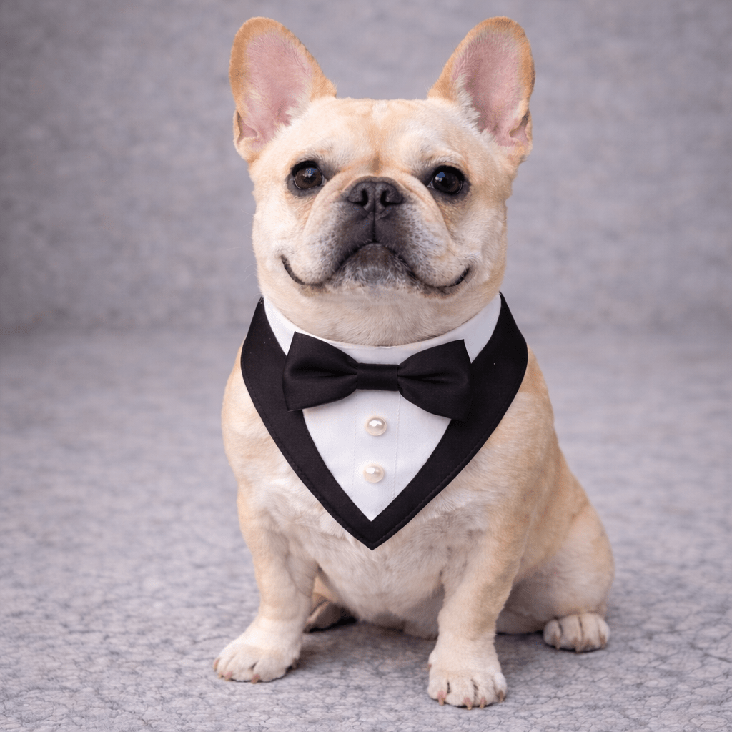 Heads or Tails Pup Black Ceremony Tuxedo Dog Bandana