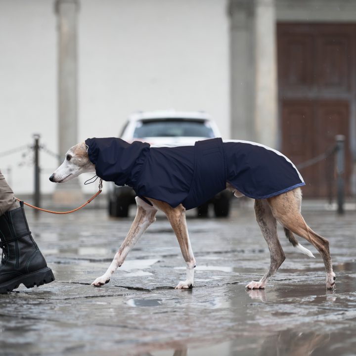 Sketches Raincoat for Greyhounds