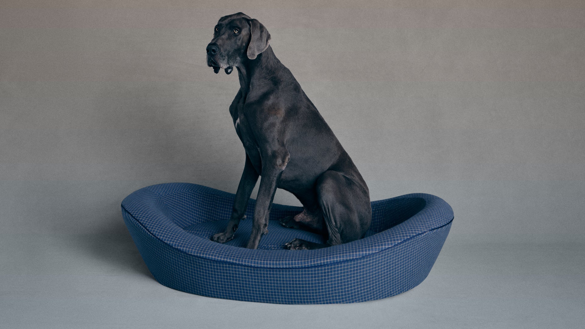 Timeless Dog Bed in Wrens Blueprint