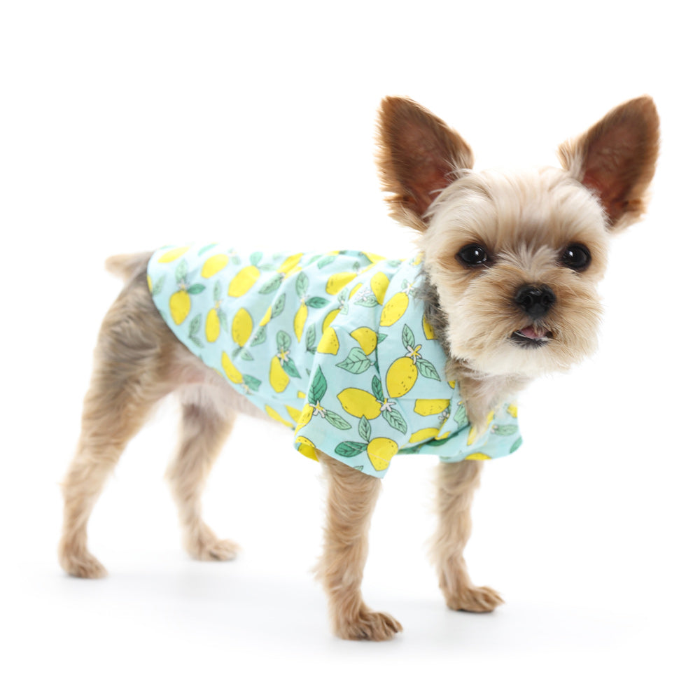 DOGO Blue Lemon Dog Shirt
