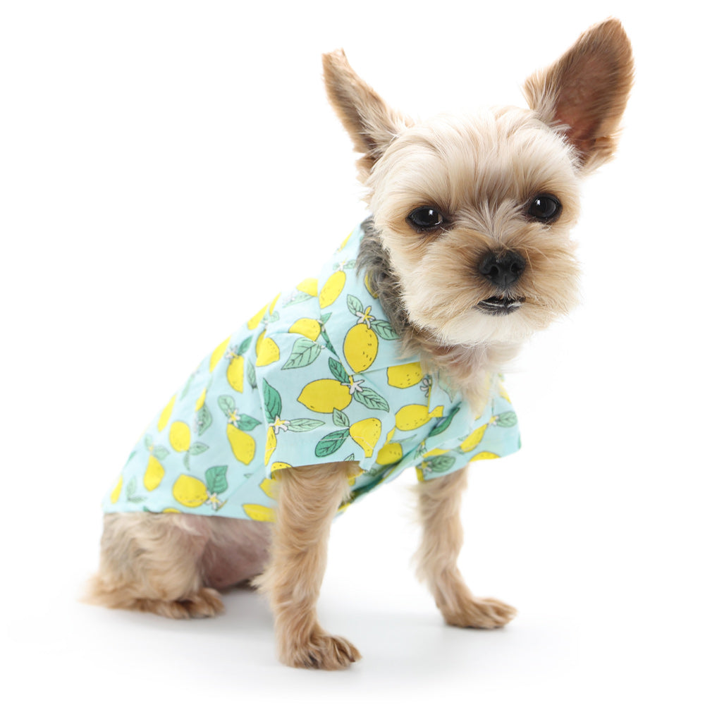 DOGO Blue Lemon Dog Shirt