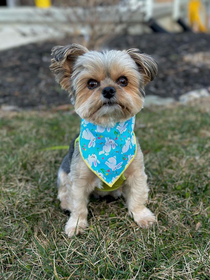 Blue Bunny Bandana