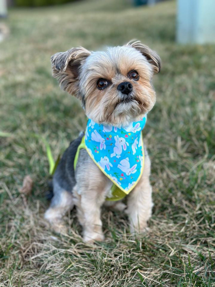 Blue Bunny Bandana