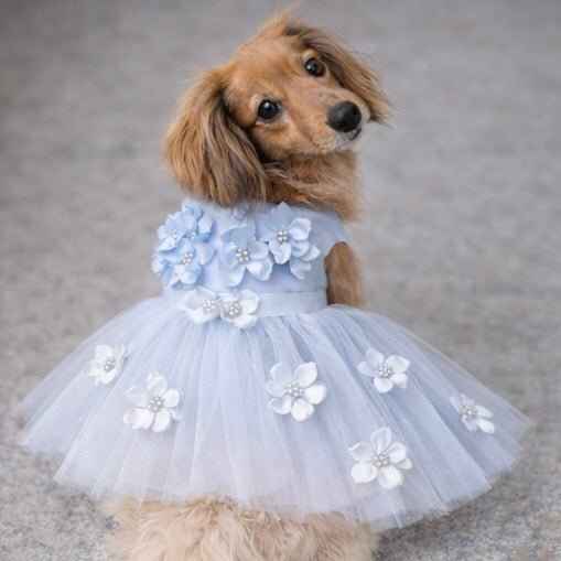 Heads or Tails Pup Blue Ceremony Dog Dress