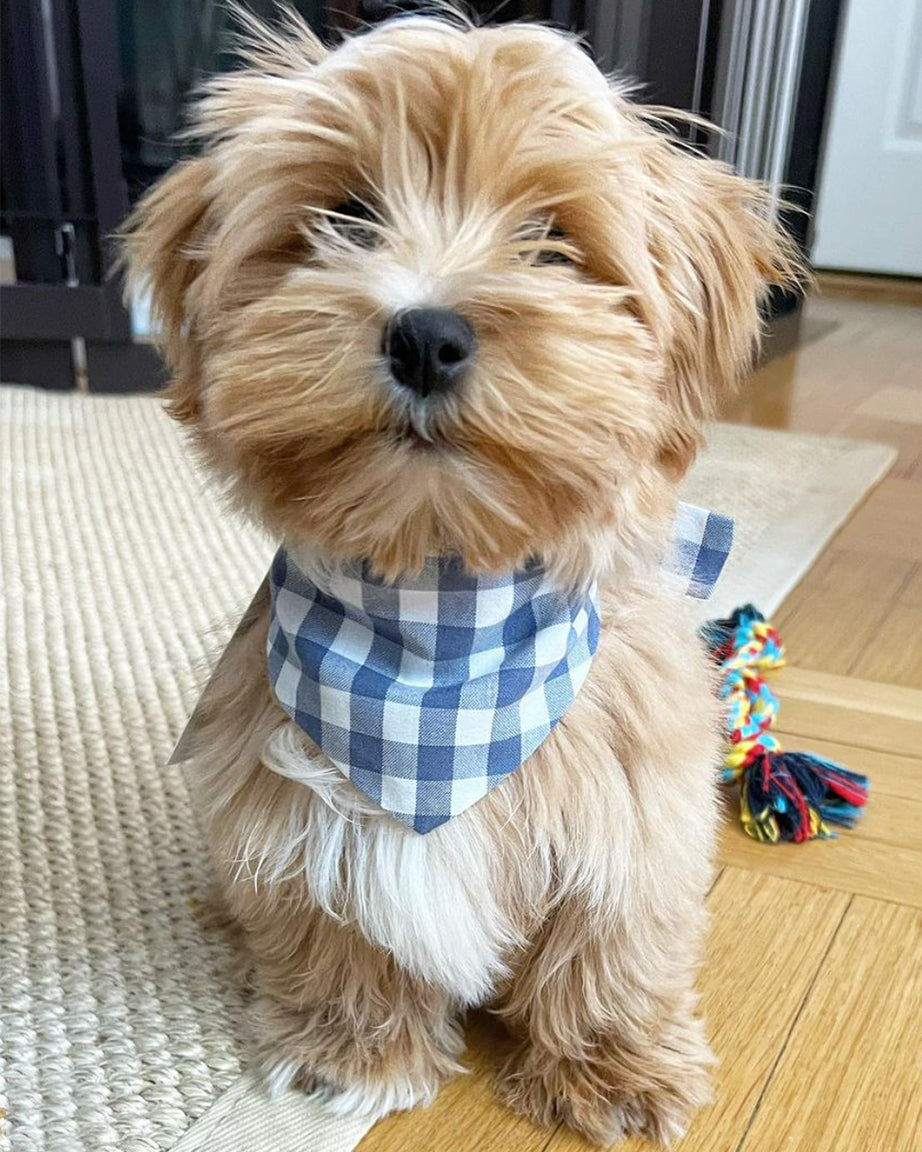GINGHAM BANDANA | HT Animal Supply