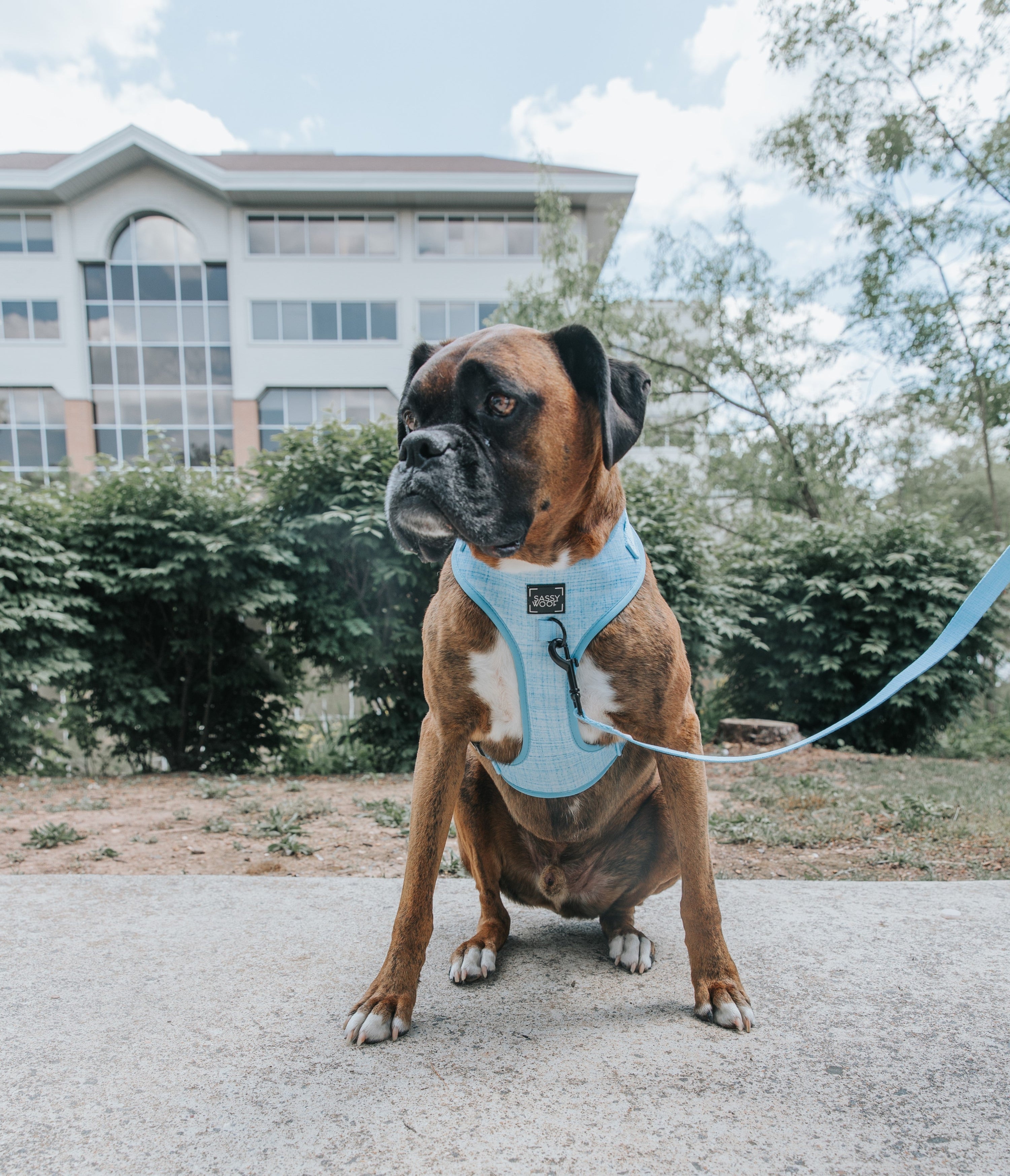 Dog Adjustable Harness - Blumond