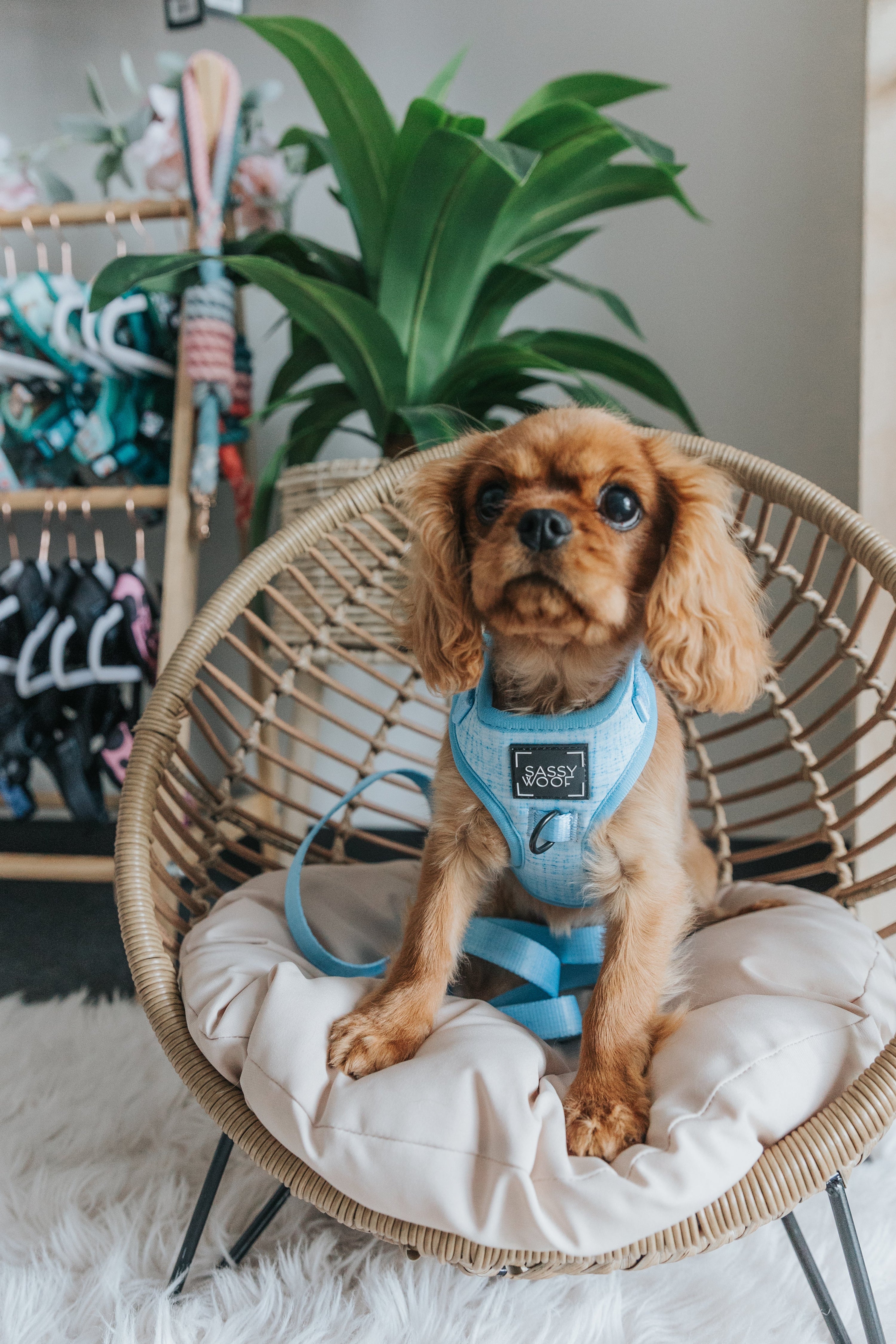 Dog Adjustable Harness - Blumond
