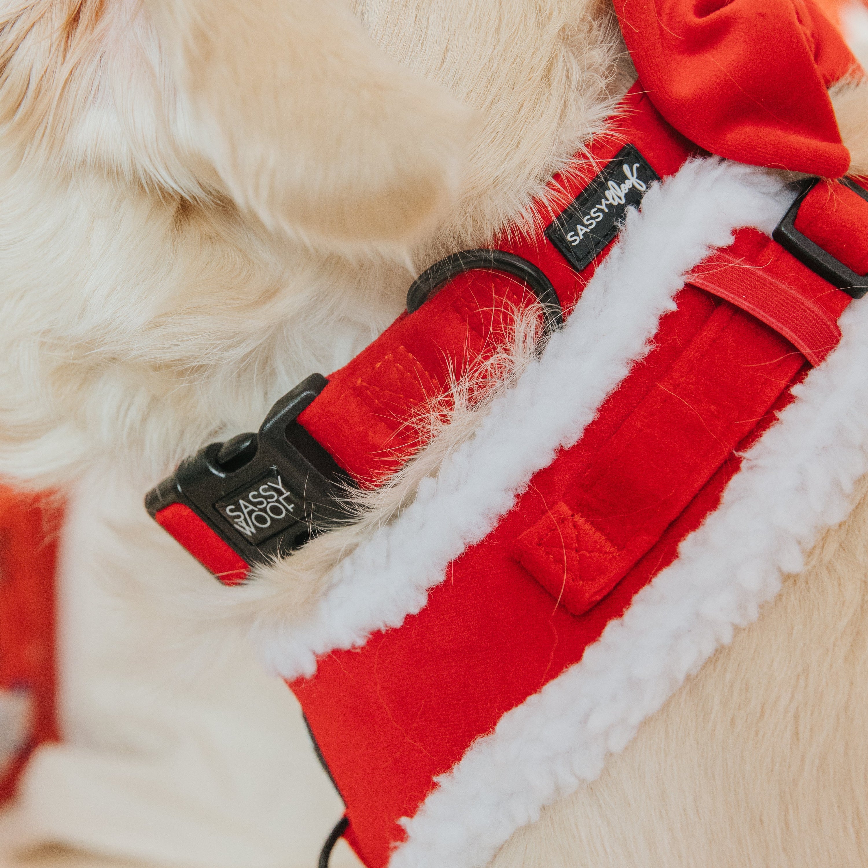 Dog Collar - Naughty