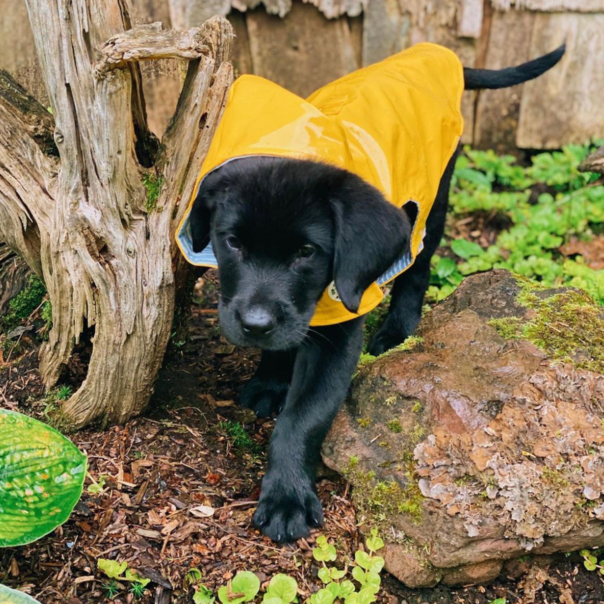 Nantucket Slicker