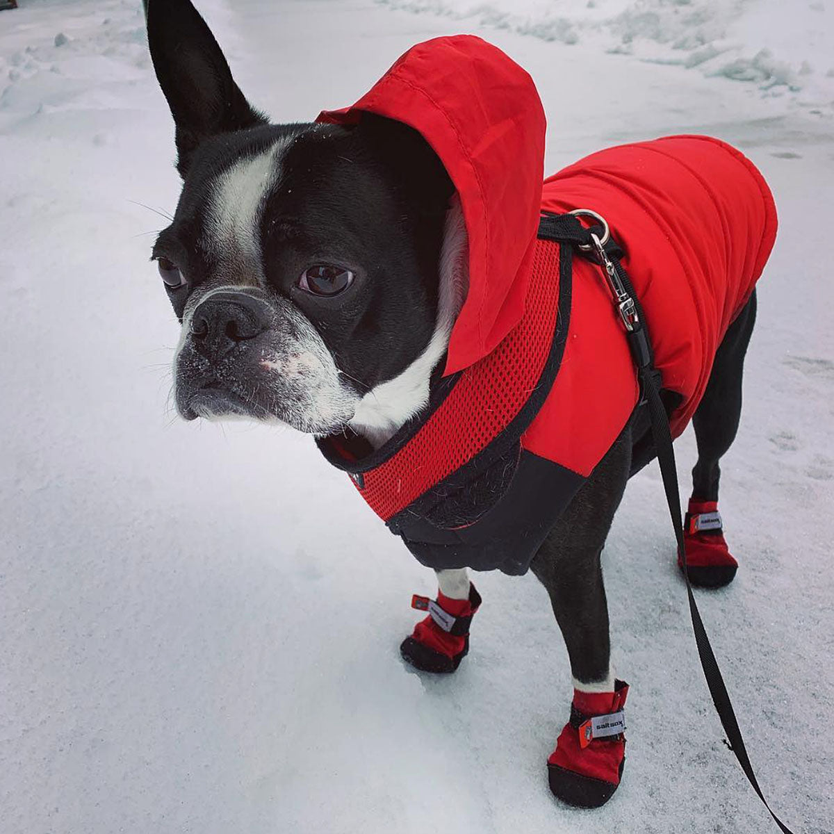 Saltsox 2025 / Ice Fire Red