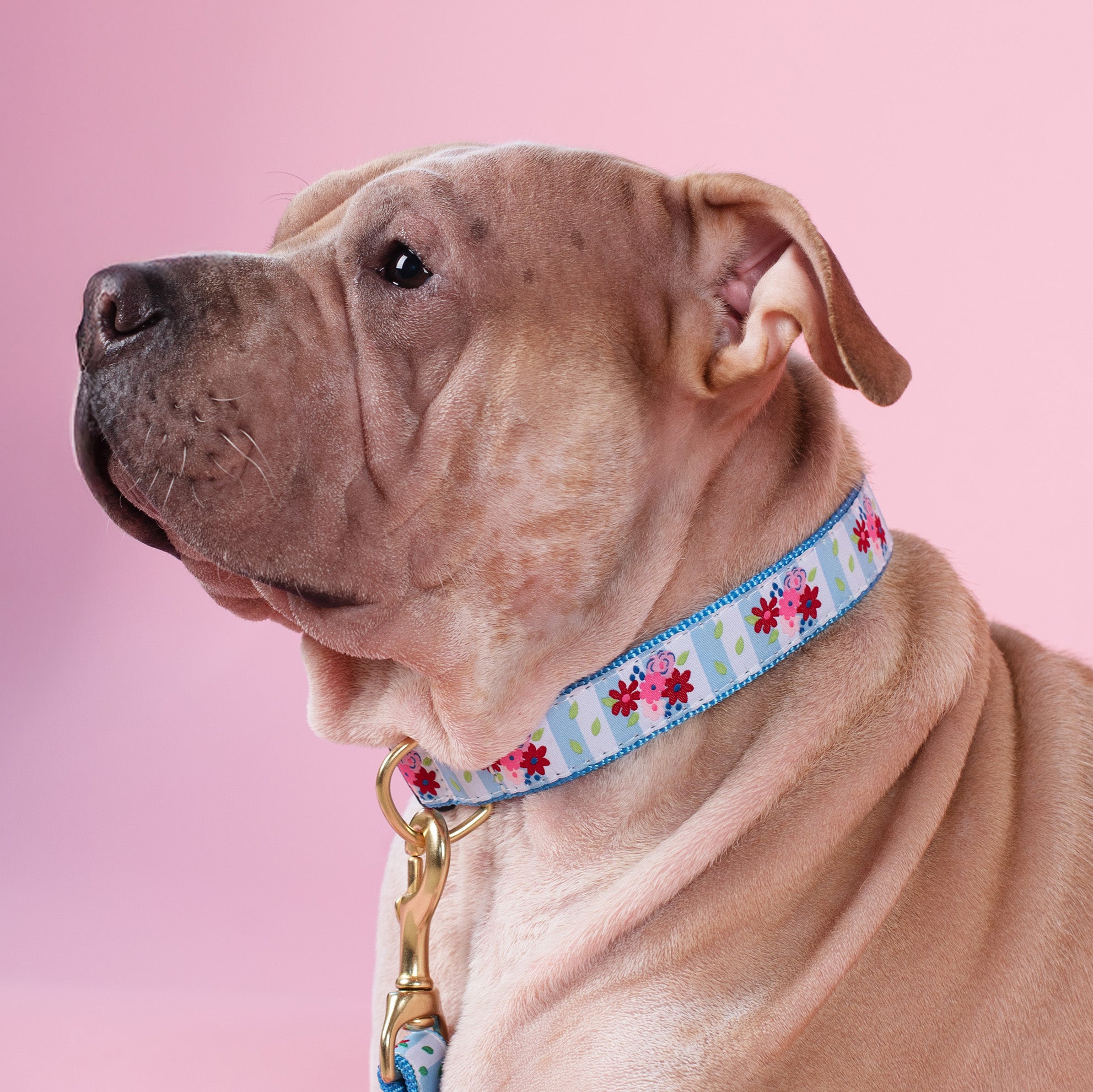 Bouquet Wide Dog Collar
